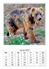 Januar_Kamtschatkabär_1.pdf